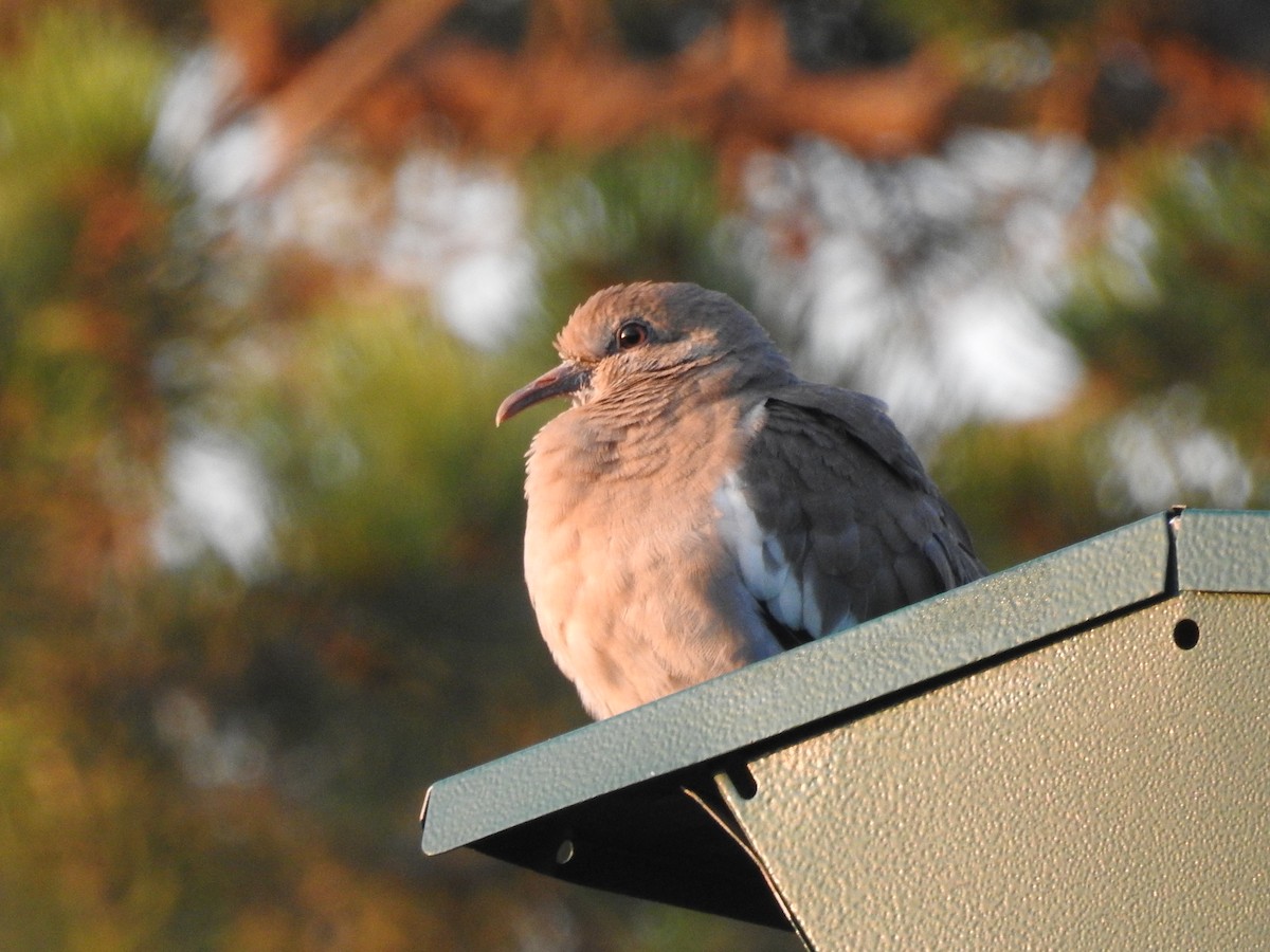 White-winged Dove - ML257035961