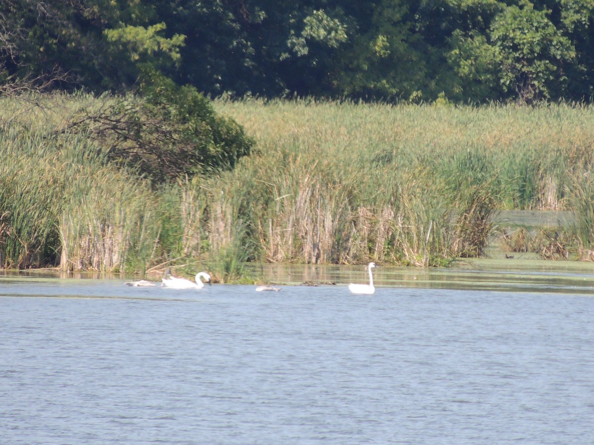 Trumpeter Swan - ML257036861