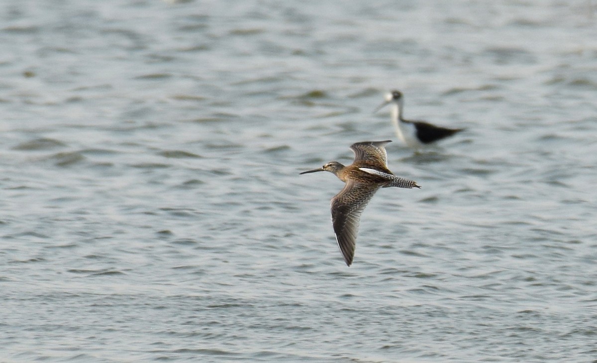 Short-billed Dowitcher - Ryan O'Donnell