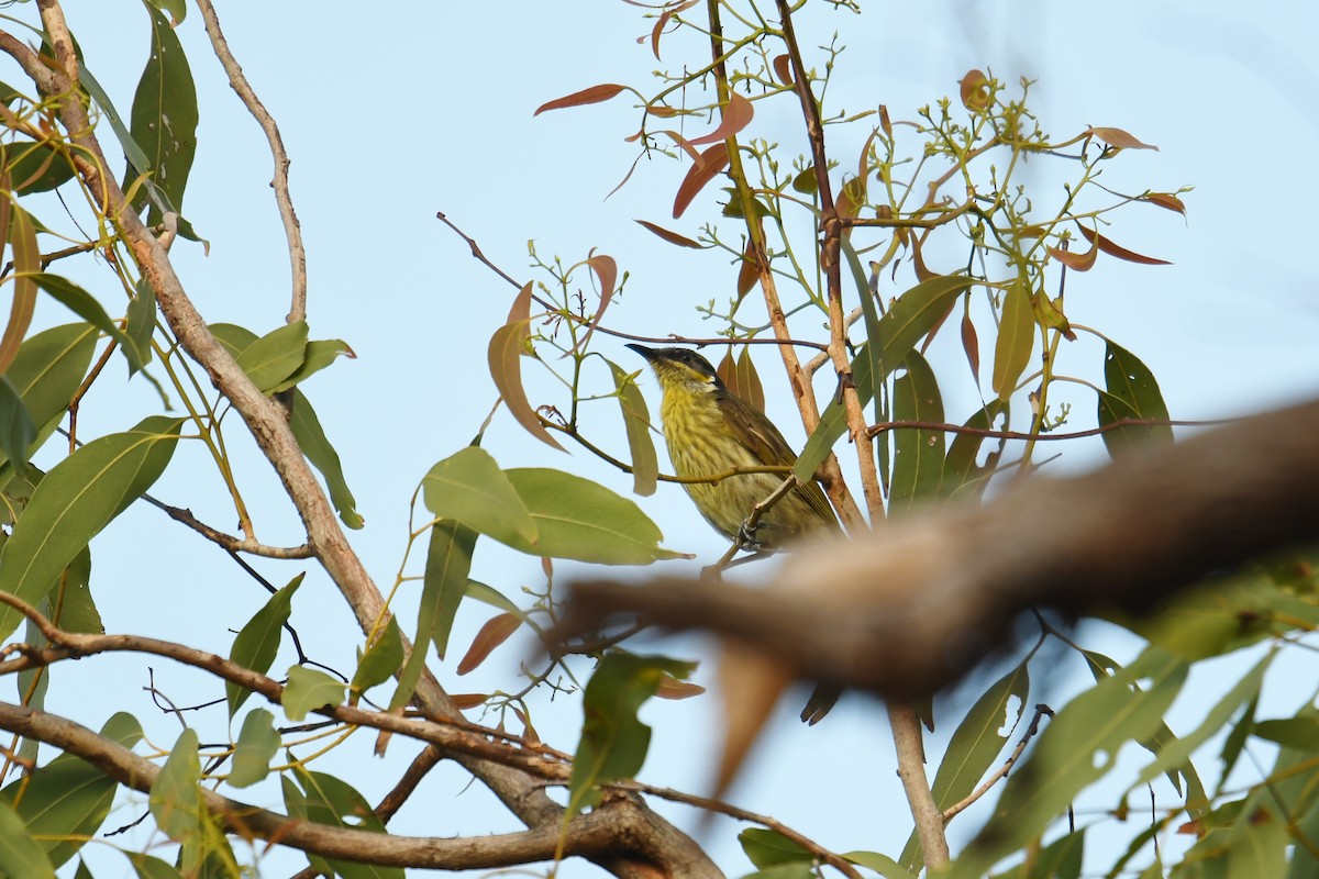 Varied Honeyeater - ML257037911