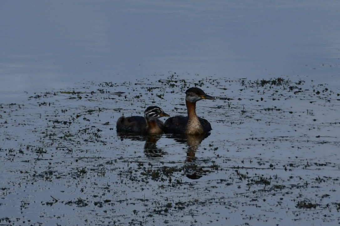 Red-necked Grebe - Julia Flesaker