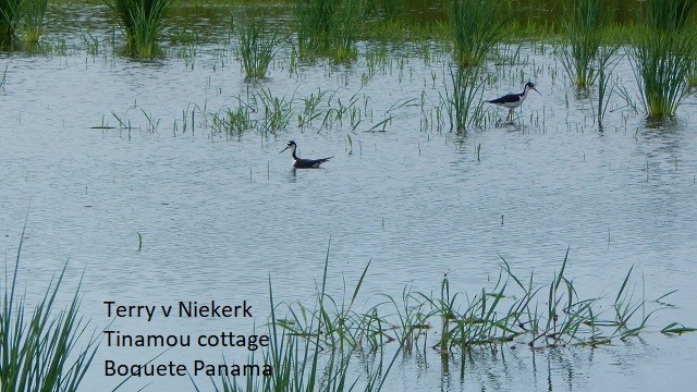 Black-necked Stilt - ML257040491