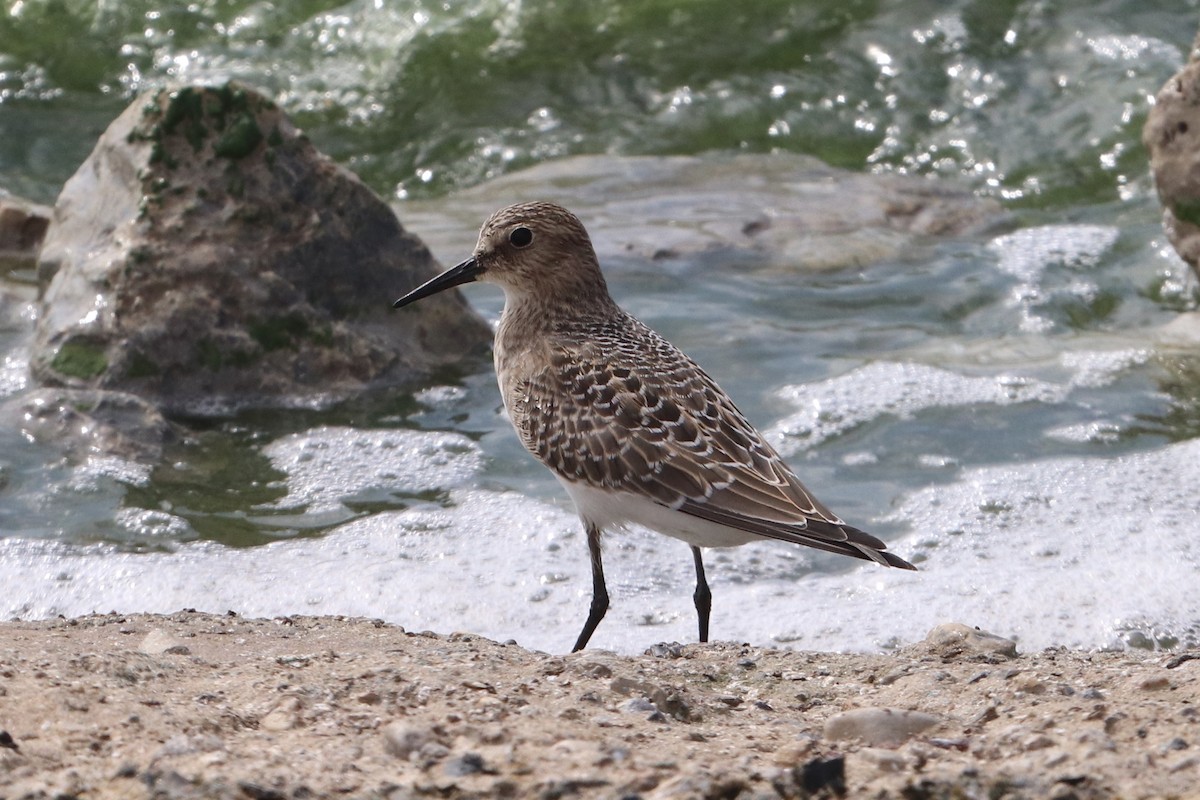 Baird's Sandpiper - Oliver Kew