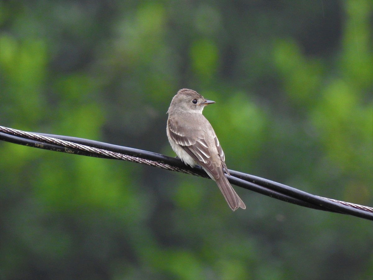 Northern Tropical Pewee - ML257041701