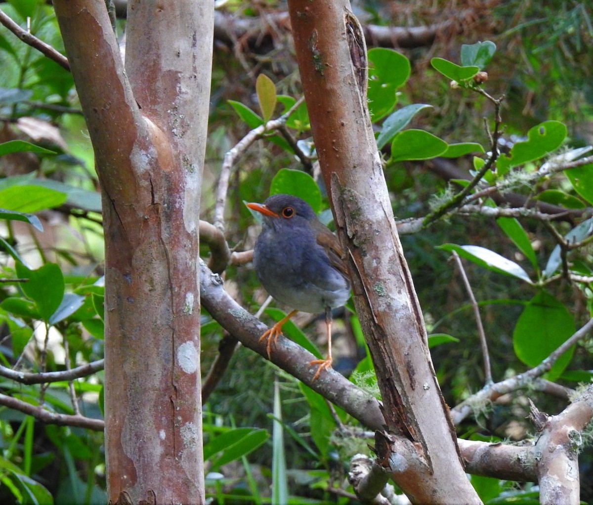 Orange-billed Nightingale-Thrush - ML257041901