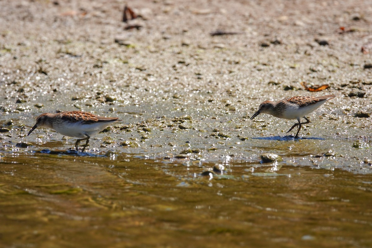 Least Sandpiper - Larry Theller