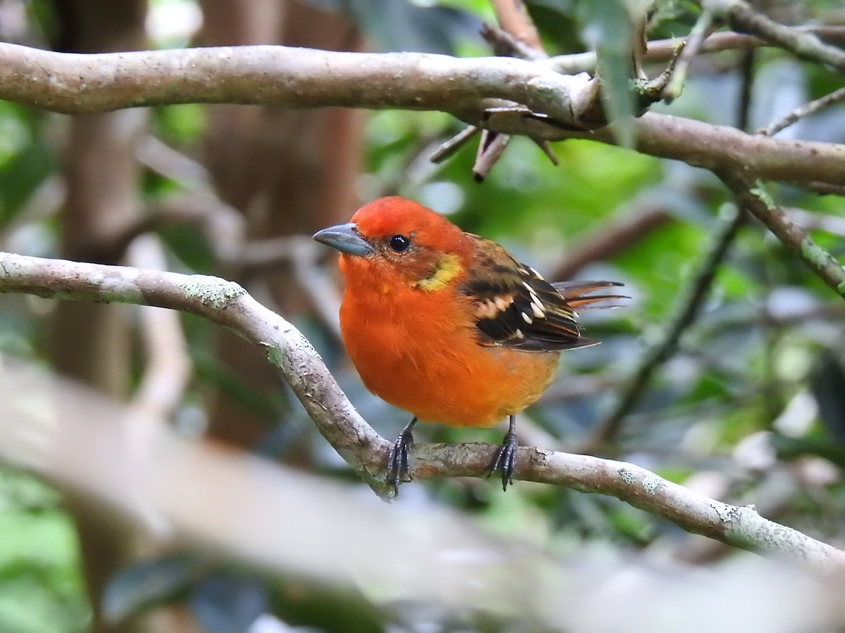 Flame-colored Tanager - ML257042341