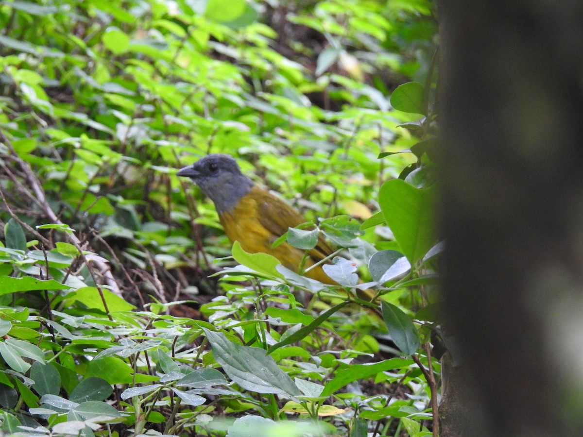 Gray-headed Tanager - Yasmin Cerrud Henríquez