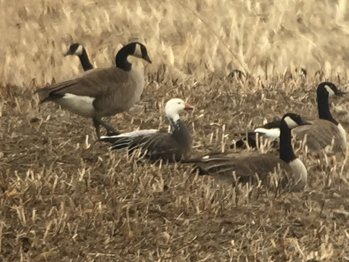 Snow Goose - Dan Belter