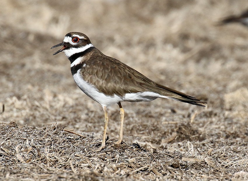 Killdeer - ML25704381