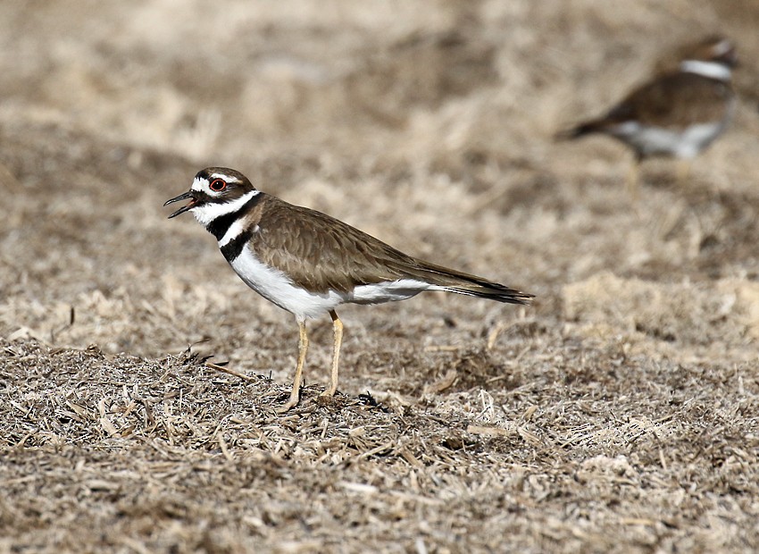 Killdeer - ML25704391