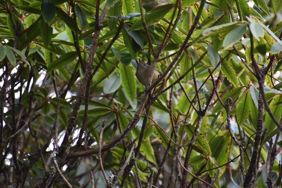 Yellowish-bellied Bush Warbler - ML257045471