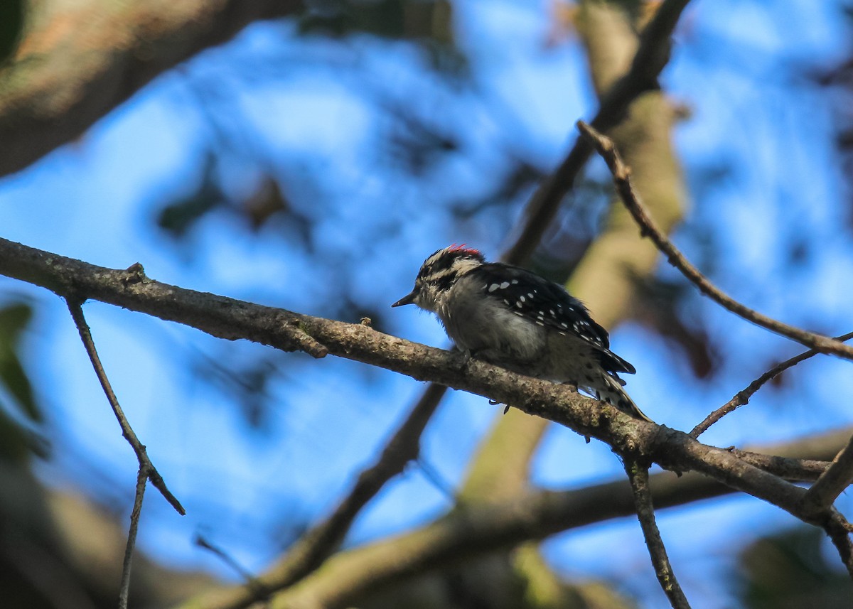 Downy Woodpecker - ML257049321