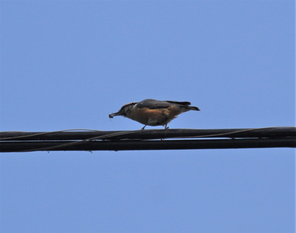 Red-breasted Nuthatch - ML257050171