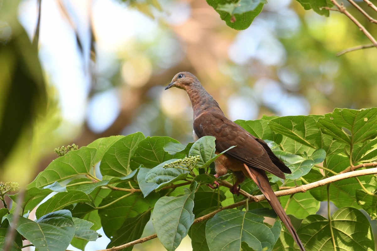 Brown Cuckoo-Dove - ML257051621