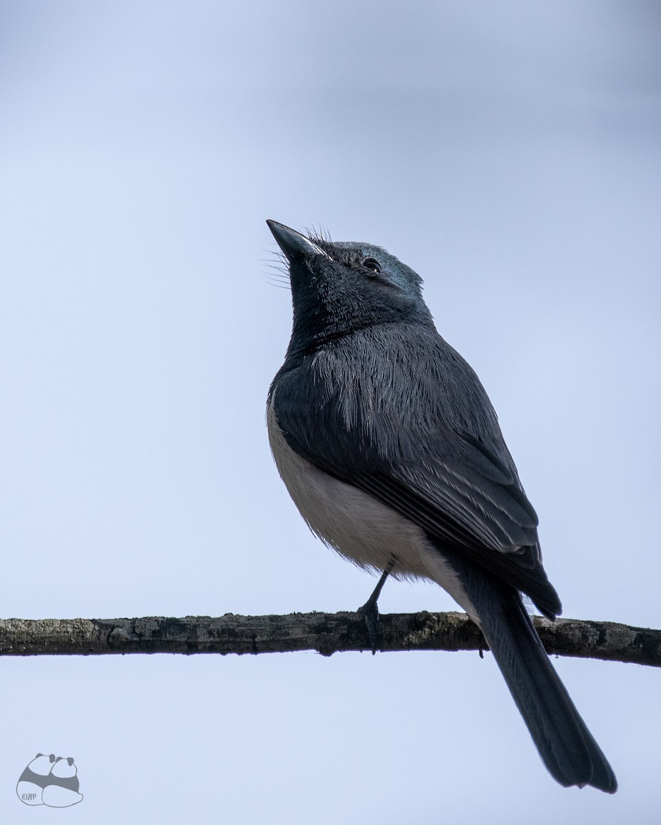 Leaden Flycatcher - ML257053551