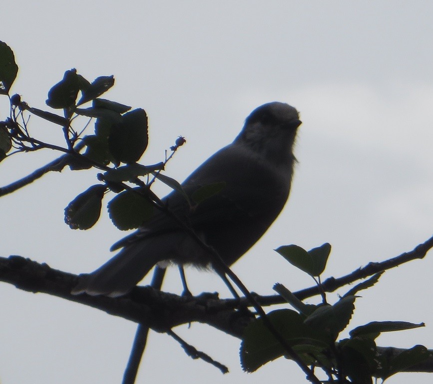 Canada Jay - ML257054471