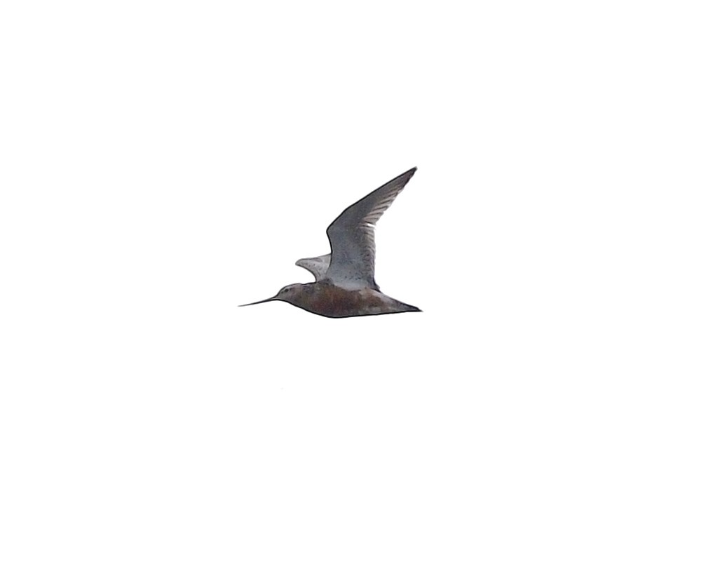 Bar-tailed Godwit - ML257054561