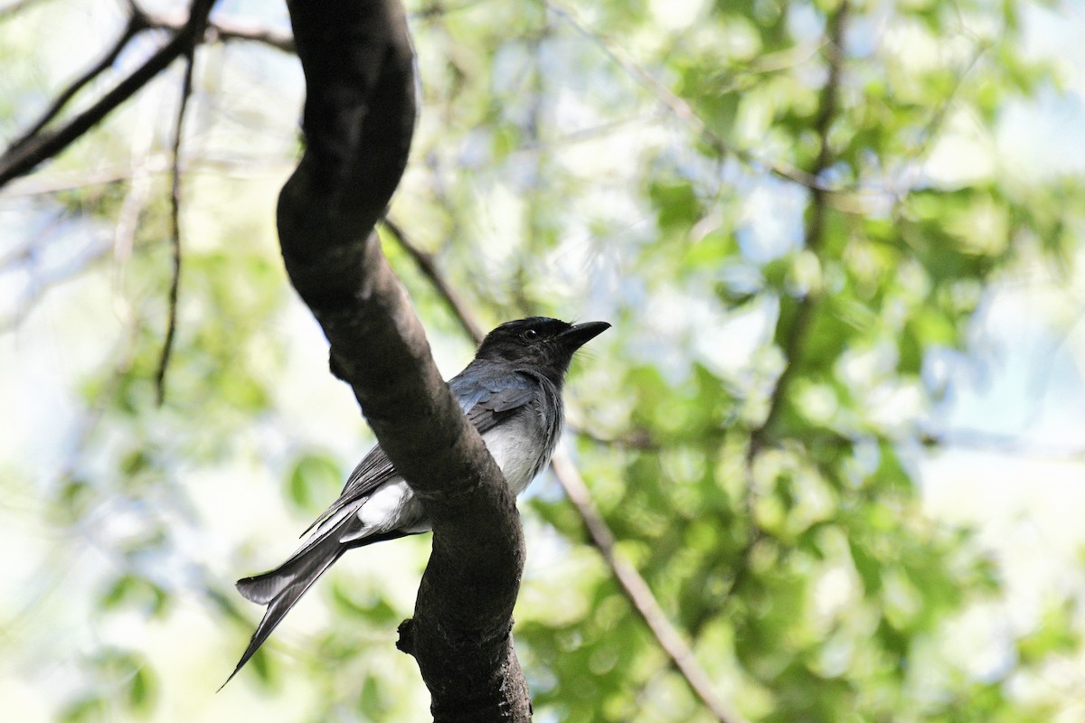 White-bellied Drongo - ML257055891