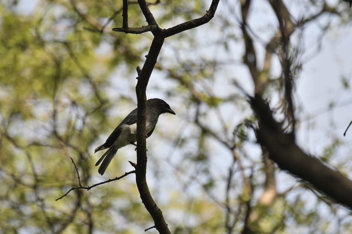 White-bellied Drongo - ML257055971