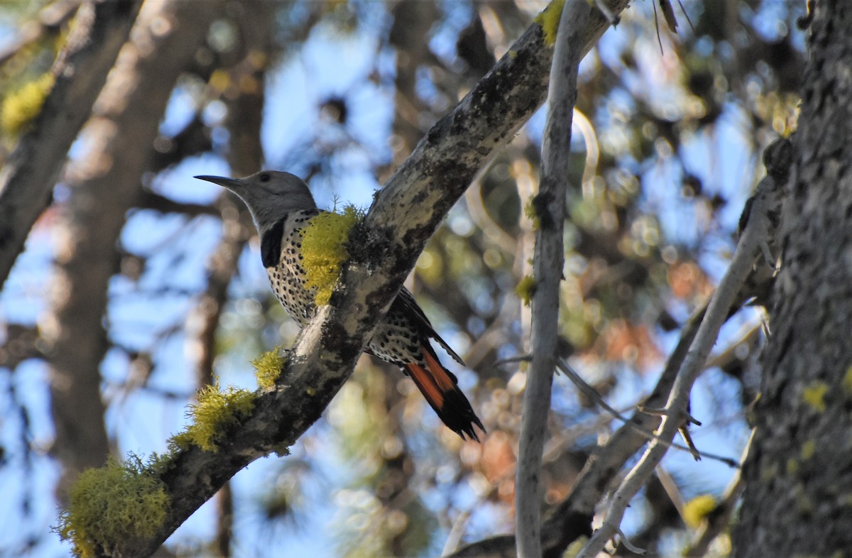 Northern Flicker - Gina Correa