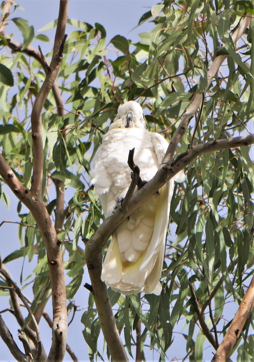 Sulphur-crested Cockatoo - ML257059071