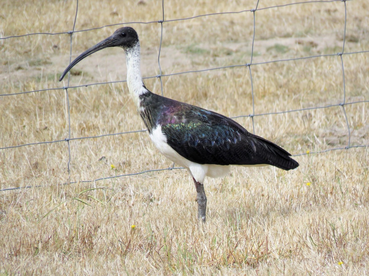 Ібіс австралійський - ML257059191