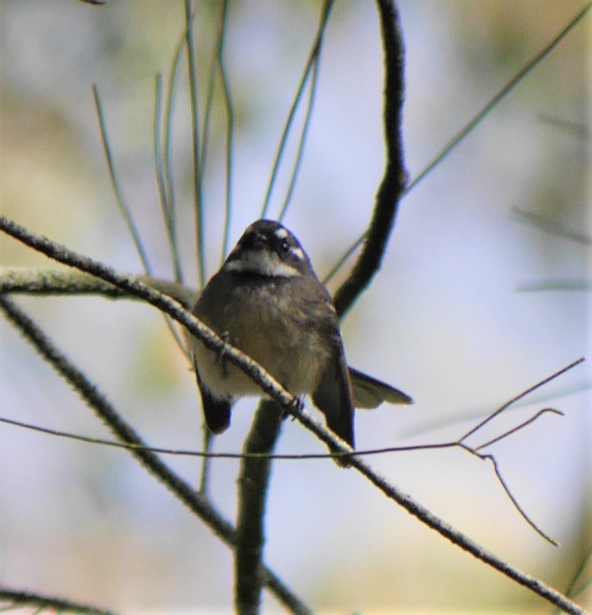 Gray Fantail - ML257059551