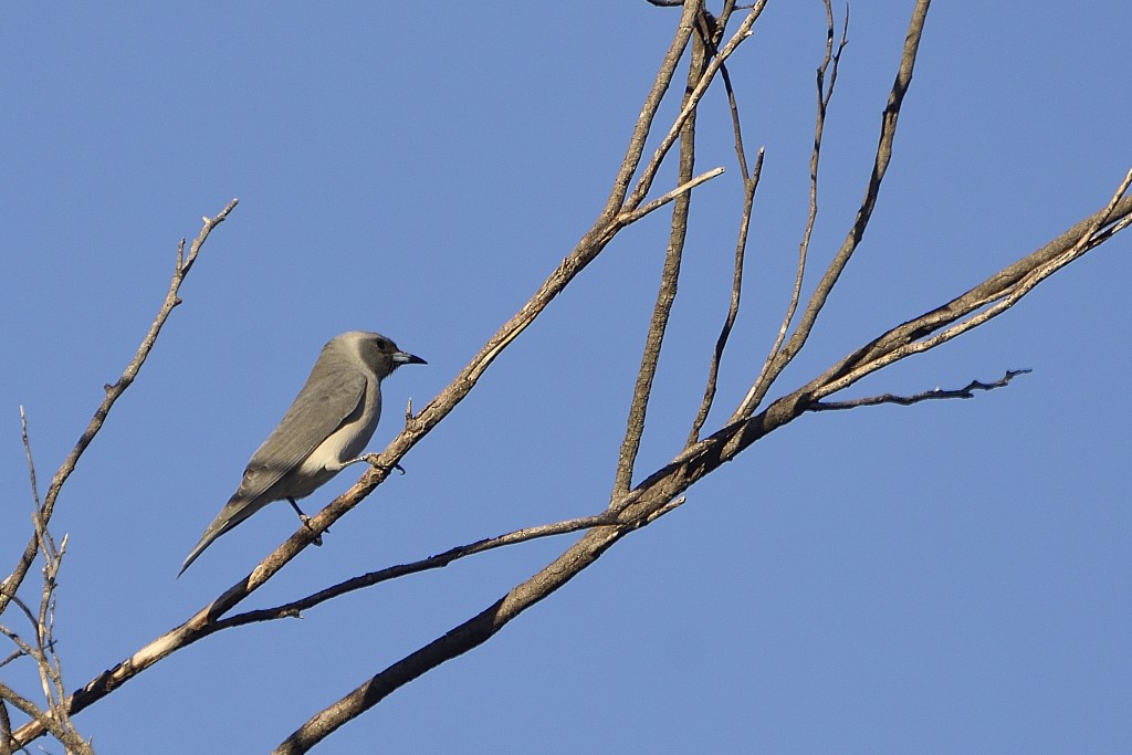 Masked Woodswallow - ML257059881