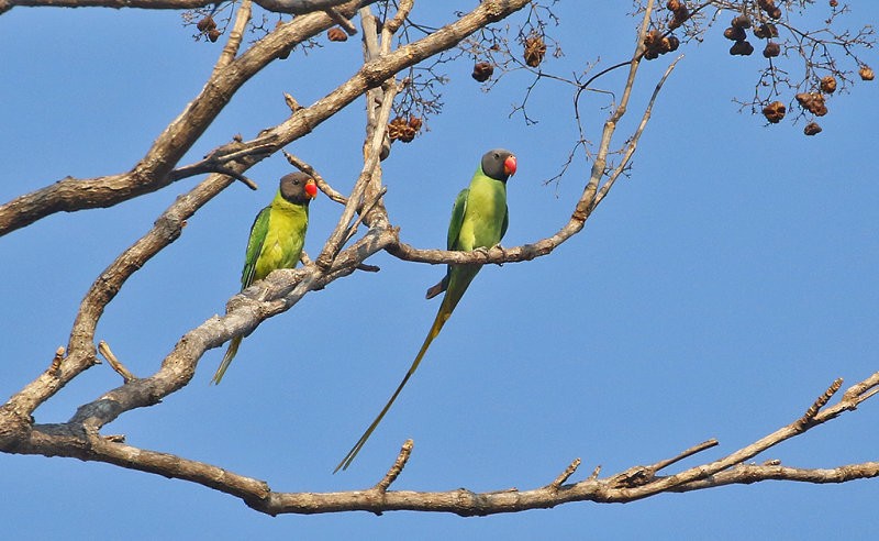 Gray-headed Parakeet - ML257060841