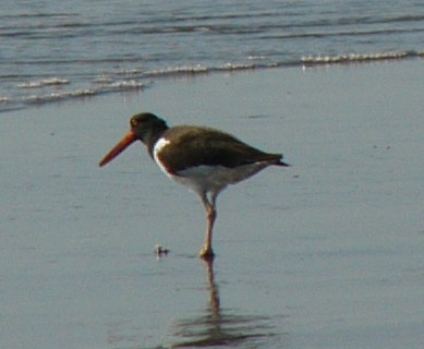 American Oystercatcher - ML257061071