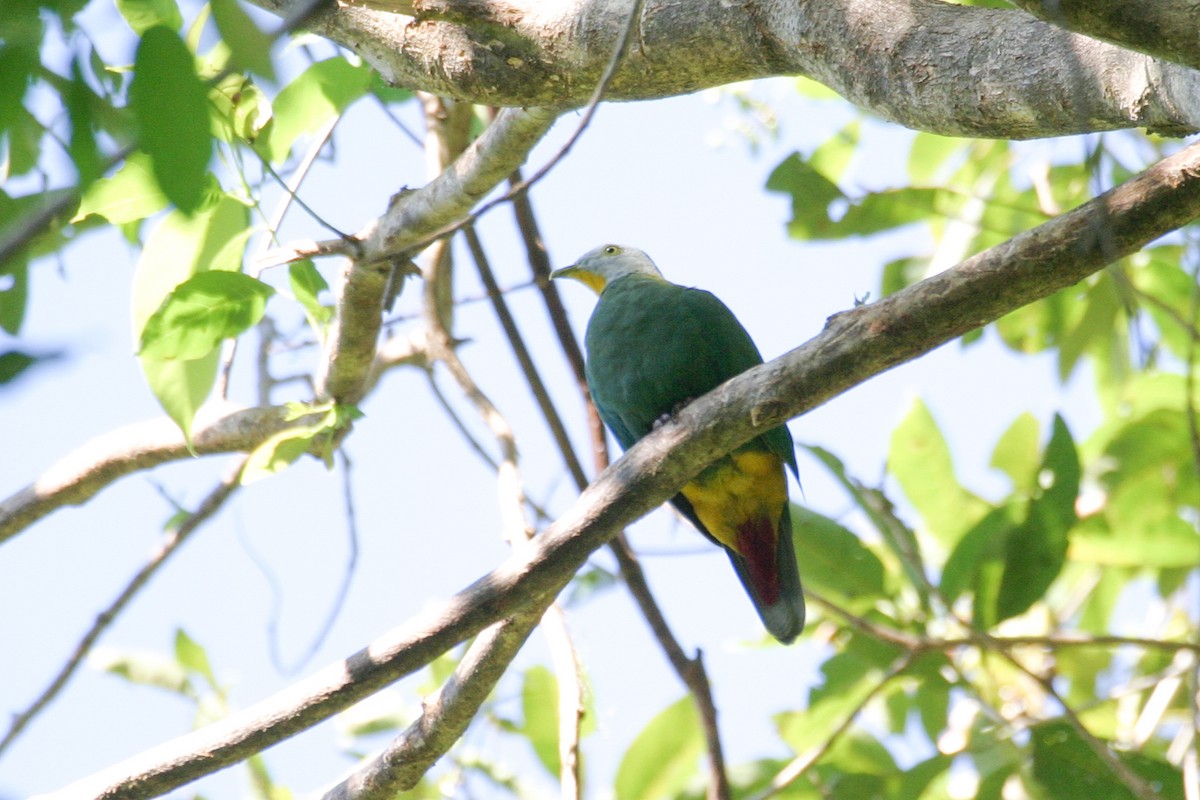 Black-naped Fruit-Dove - ML257061871