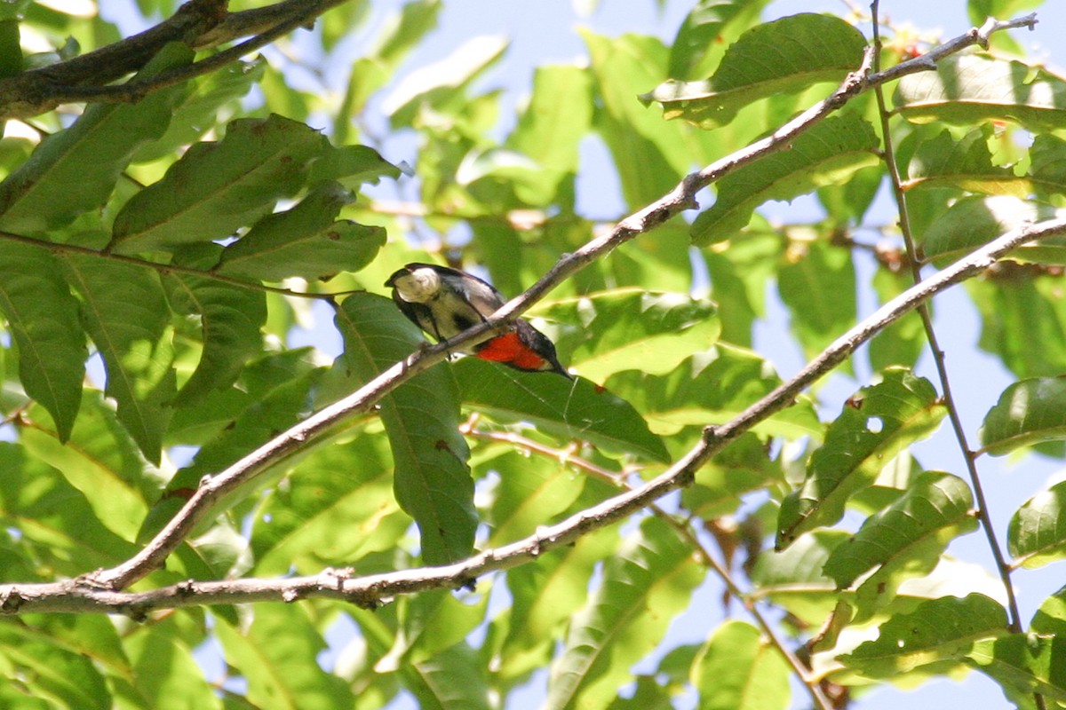 Gray-sided Flowerpecker - ML257061891