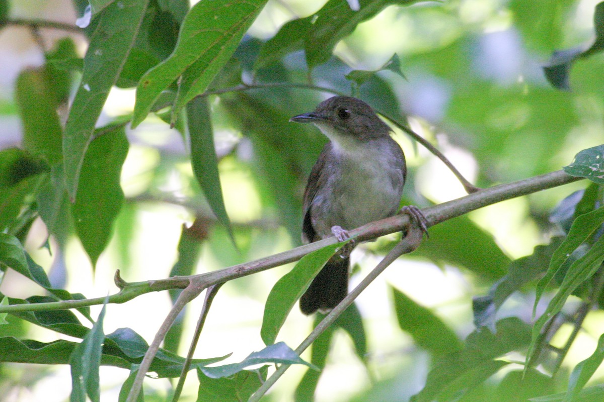 Sulawesi Babbler - ML257062031