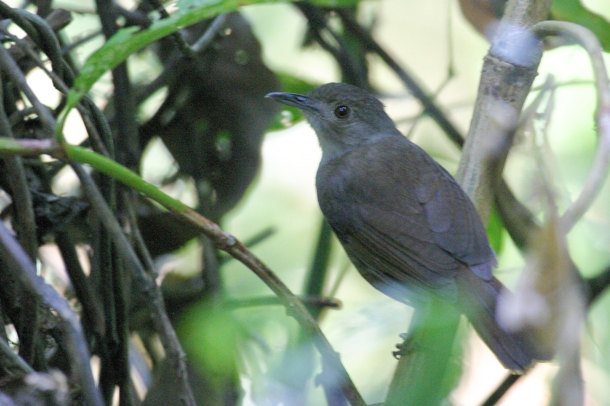 Sulawesi Babbler - ML257062071