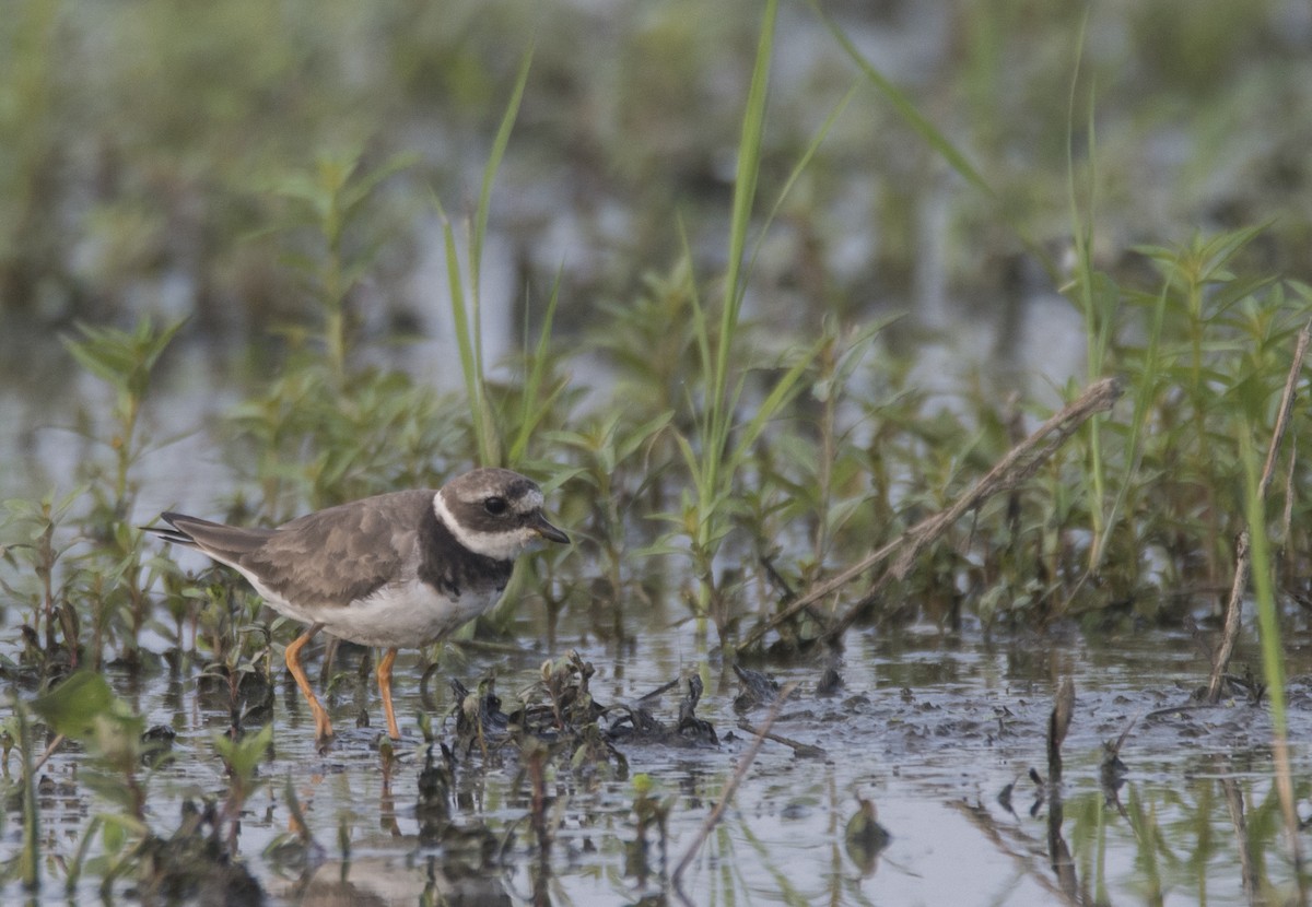 Common Ringed Plover - ML257062611
