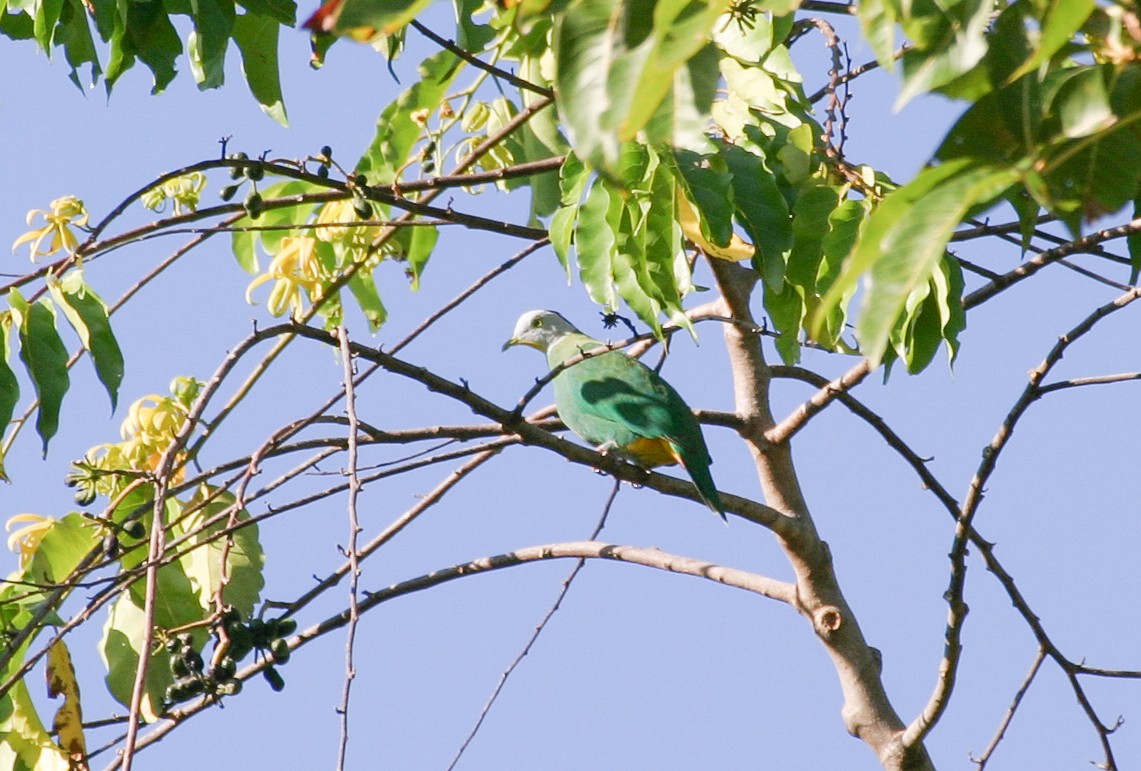 Black-naped Fruit-Dove - ML257062831