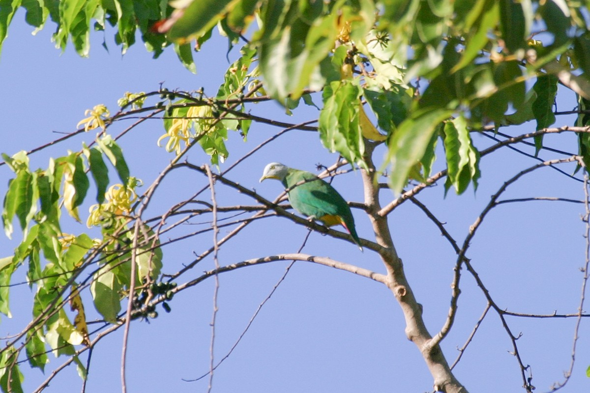 Black-naped Fruit-Dove - ML257062851