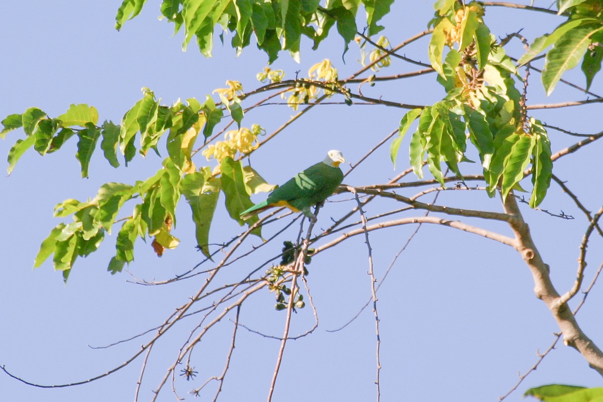 Black-naped Fruit-Dove - ML257062861