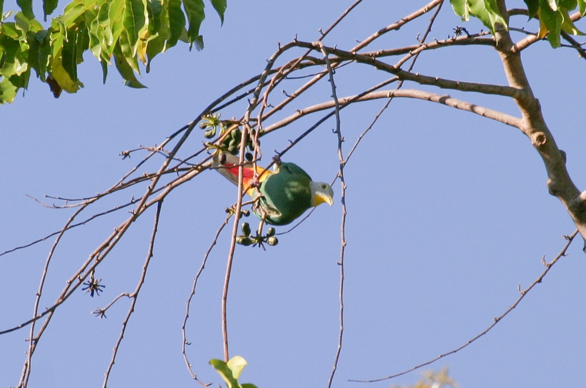 Black-naped Fruit-Dove - ML257062871