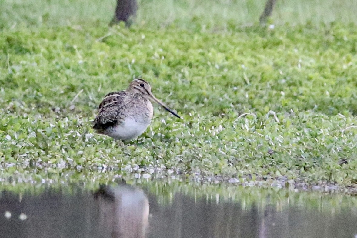 Latham's Snipe - ML257063131