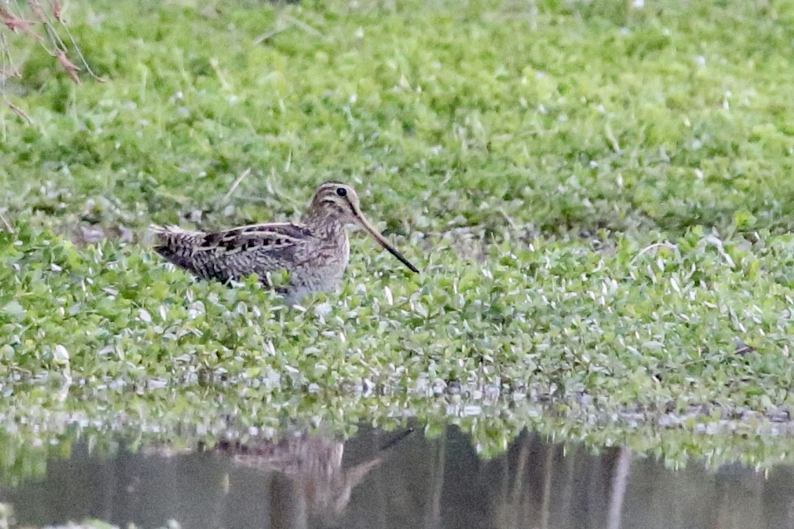 Latham's Snipe - ML257063141