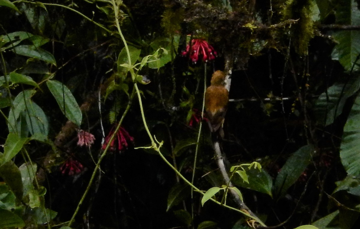 Smoky-brown Woodpecker - ML257063371