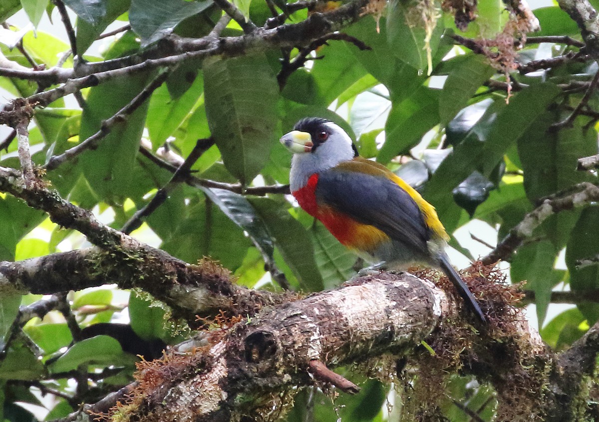 Toucan Barbet - ML257066721