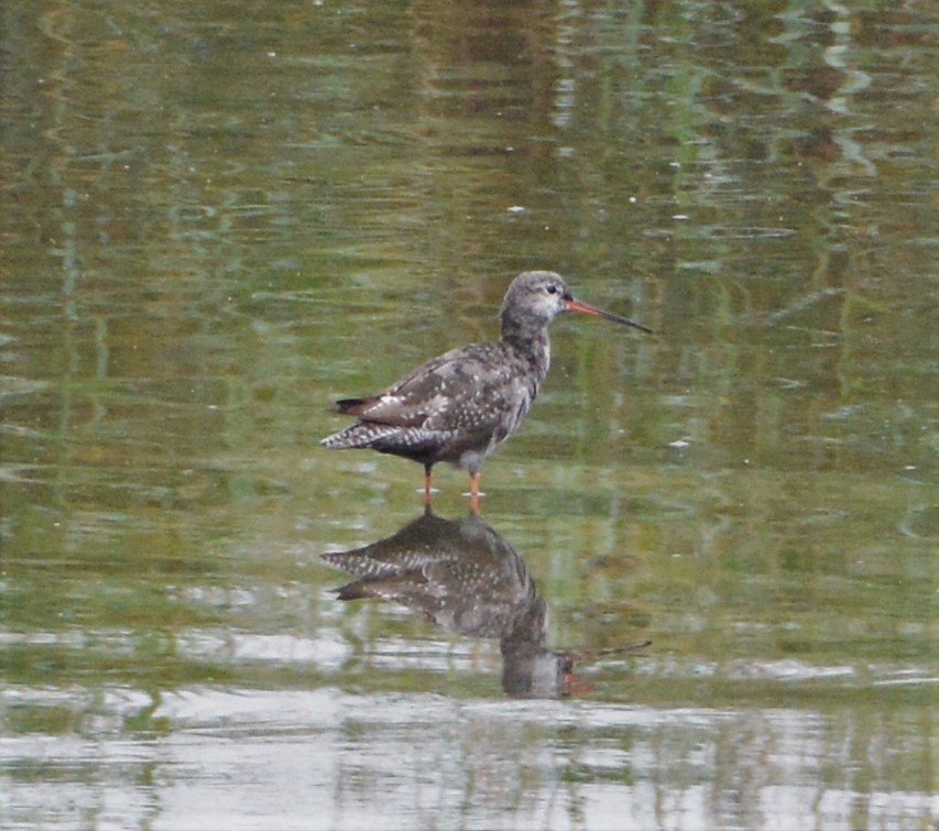 Dunkelwasserläufer - ML257067221