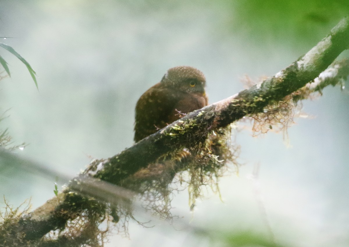Cloud-forest Pygmy-Owl - William Price