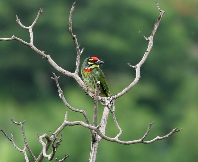 Coppersmith Barbet - ML257067831