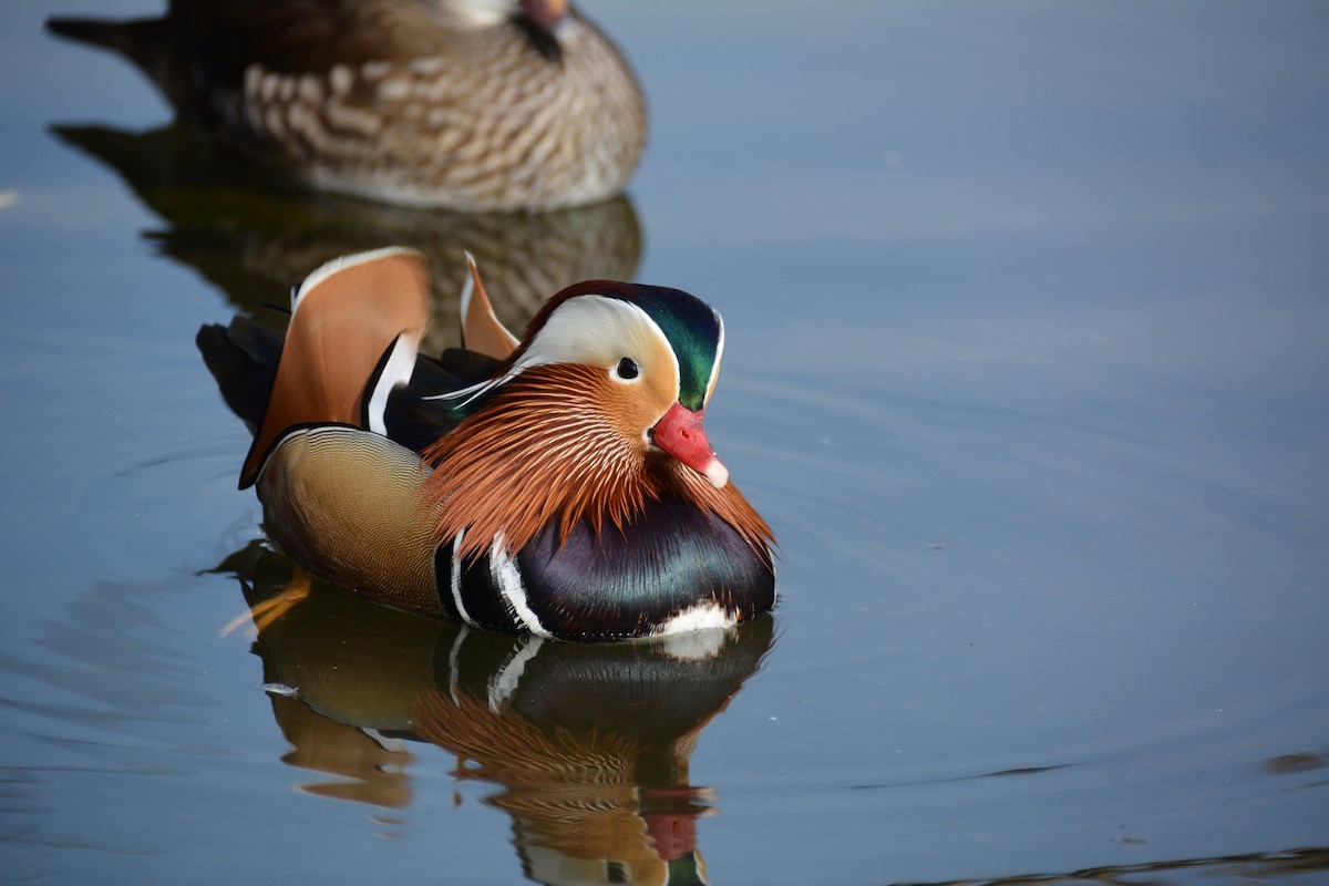 Mandarin Duck - ML25706801