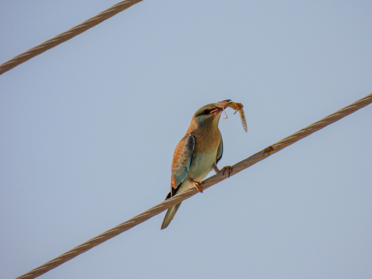 European Roller - Omer Bin Abdul Aziz