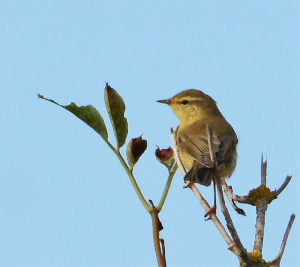 Willow Warbler - ML257068471